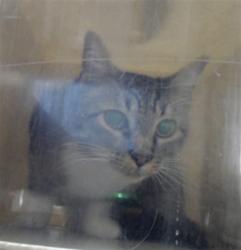 Shelter Stray Male Cat last seen Near SPRUCE ST, FAYETTEVILLE NC 28303, 4704 Corporation Dr, Fayetteville, NC 28306, USA