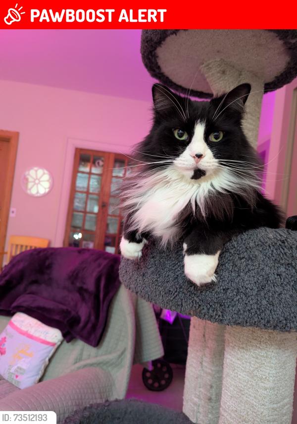 Lost Male Cat last seen Giles - Horton, Laketon Township, MI 49445