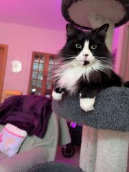 Lost Male Cat last seen Giles - Horton, Laketon Township, MI 49445
