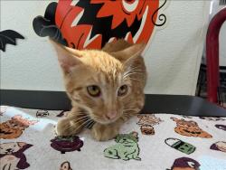 Shelter Stray Female Cat last seen , 957 N Gaffey St, San Pedro, CA 90731, USA