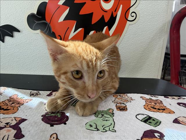 Shelter Stray Female Cat last seen , 957 N Gaffey St, San Pedro, CA 90731, USA