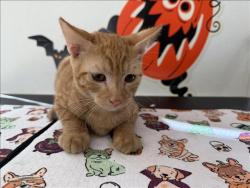 Shelter Stray Male Cat last seen , 957 N Gaffey St, San Pedro, CA 90731, USA