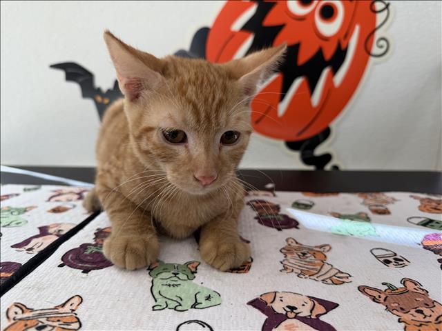Shelter Stray Male Cat last seen , 957 N Gaffey St, San Pedro, CA 90731, USA