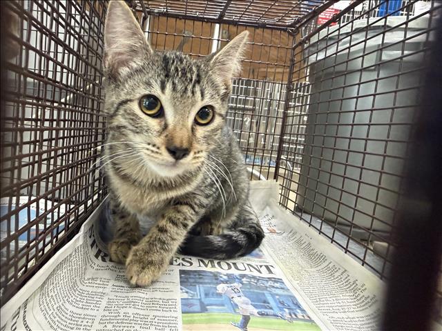 Shelter Stray Female Cat last seen , 957 N Gaffey St, San Pedro, CA 90731, USA