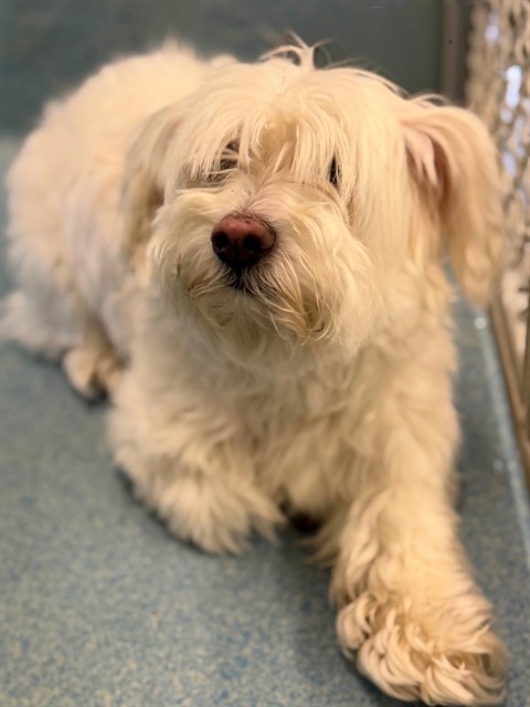 Shelter Stray Female Dog last seen , 29525 Agoura Rd, Agoura Hills, CA 91301, USA