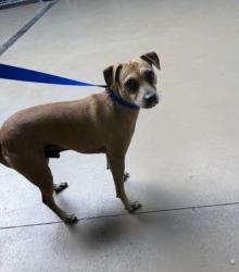 Shelter Stray Male Dog last seen Near BLOCK HIGHLAND AVE, 130 Beyer Way, Chula Vista, CA 91911, USA