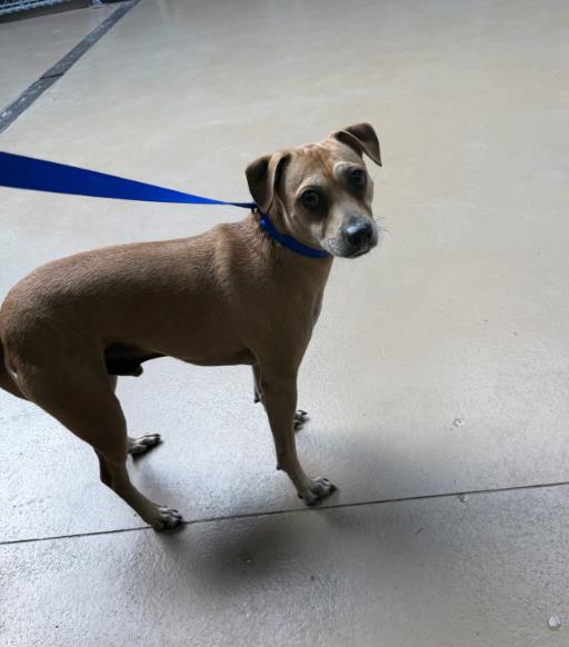 Shelter Stray Male Dog last seen Near BLOCK HIGHLAND AVE, 130 Beyer Way, Chula Vista, CA 91911, USA