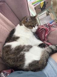 Lost Male Cat last seen Cj nursery, Johnston County, NC 27501