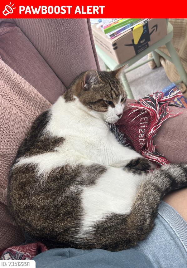 Lost Male Cat last seen Cj nursery, Johnston County, NC 27501