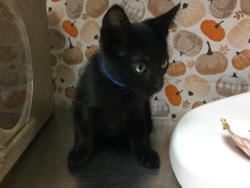 Shelter Stray Male Cat last seen Near BLOCK MAGNOLIA AVE, RIVERSIDE CA 92504, 6851 Van Buren Boulevard, Jurupa Valley, CA 92509, USA