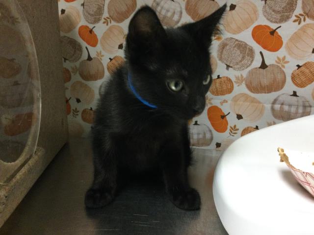 Shelter Stray Male Cat last seen Near BLOCK MAGNOLIA AVE, RIVERSIDE CA 92504, 6851 Van Buren Boulevard, Jurupa Valley, CA 92509, USA