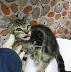 Shelter Stray Female Cat last seen Near BLOCK MAGNOLIA AVE, RIVERSIDE CA 92504, 6851 Van Buren Boulevard, Jurupa Valley, CA 92509, USA