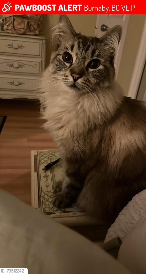 Lost Male Cat last seen Imperial st and Canada Way, Burnaby, BC V5E 1P8