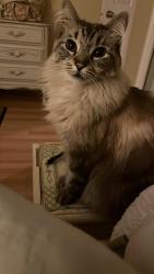 Lost Male Cat last seen Imperial st and Canada Way, Burnaby, BC V5E 1P8