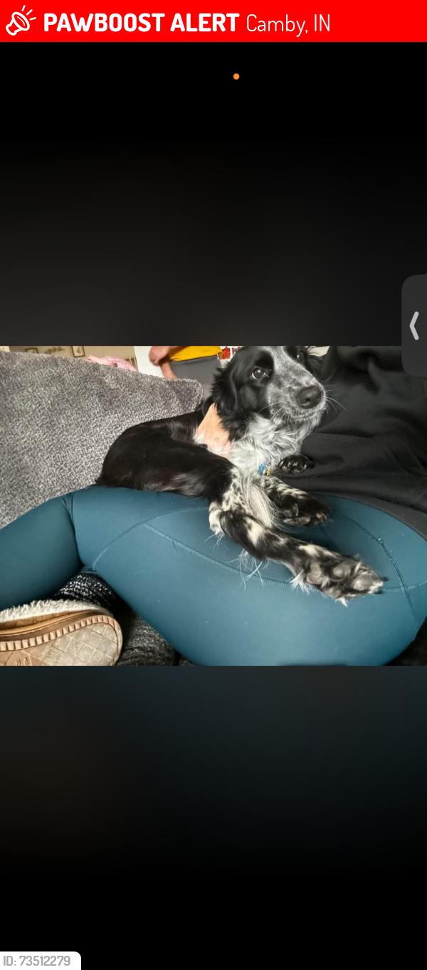Lost Female Dog last seen Landersdale and Paddock, Camby, IN 46113