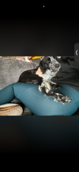 Lost Female Dog last seen Landersdale and Paddock, Camby, IN 46113