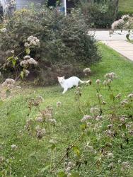 Found/Stray Unknown Cat last seen Richland, Penn view. It’s just been in a few of my neighbor’s yards as well, Pittsburgh, PA 15235