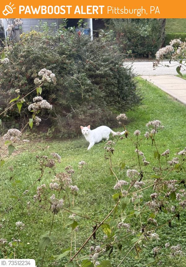 Found/Stray Unknown Cat last seen Richland, Penn view. It’s just been in a few of my neighbor’s yards as well, Pittsburgh, PA 15235
