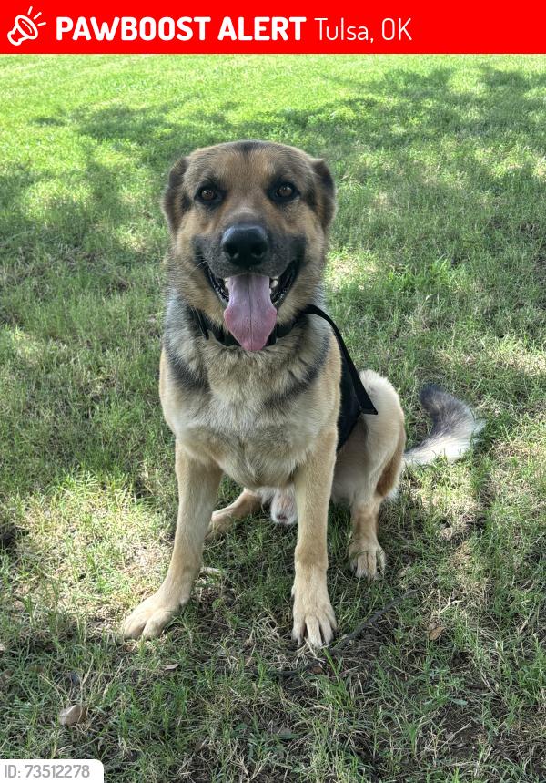 Lost Male Dog last seen 11th 129th, Tulsa, OK 74128