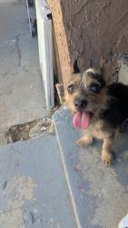 Found/Stray Female Dog last seen main & 95 th St, Los Angeles, CA 90003