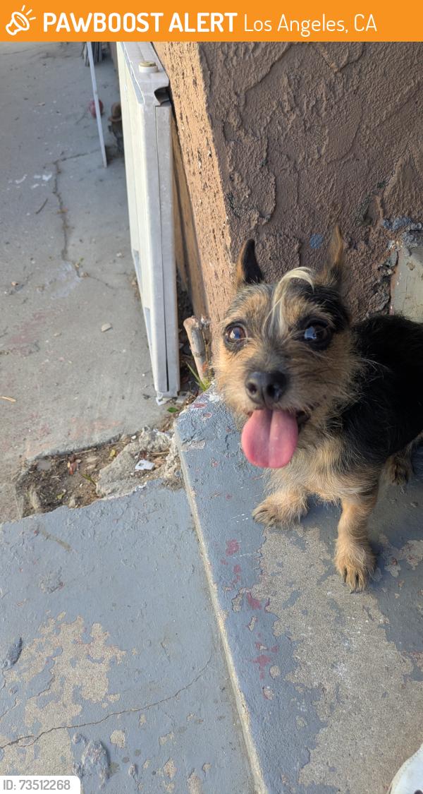 Found/Stray Female Dog last seen main & 95 th St, Los Angeles, CA 90003