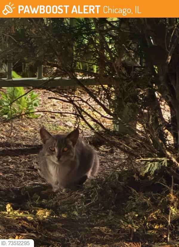 Found/Stray Unknown Cat last seen in the alleyway nearest Winthrop and Sheridan by Loyola University. In Edgewater., Chicago, IL 60660