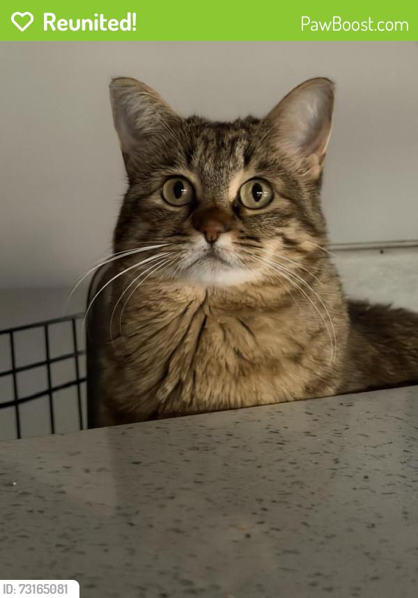 Reunited Female Cat last seen Near hazeltine rd., Red Oak, TX 75154