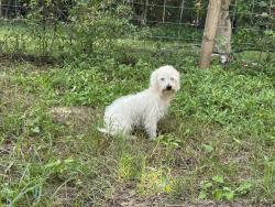 Found/Stray Male Dog last seen Ortiz Ave driving towards tice. between tice st and garcia ave, Fort Myers, FL 33905