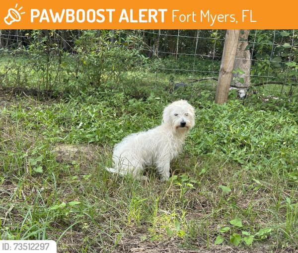 Found/Stray Male Dog last seen Ortiz Ave driving towards tice. between tice st and garcia ave, Fort Myers, FL 33905