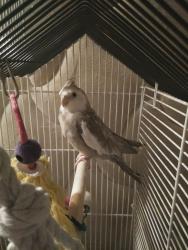 Lost Male Bird last seen Rowling Meadows trailer park, O'Fallon, MO 63368
