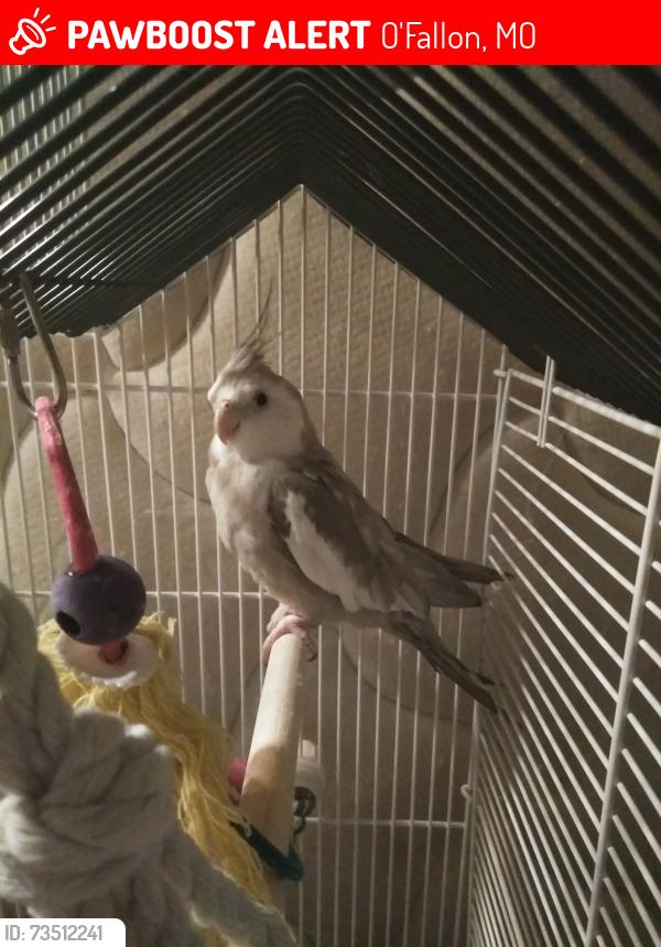 Lost Male Bird last seen Rowling Meadows trailer park, O'Fallon, MO 63368