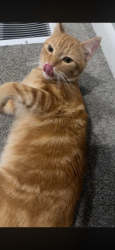 Lost Male Cat last seen between 15th and 16th st on 3rd ave, Terre Haute, IN 47807
