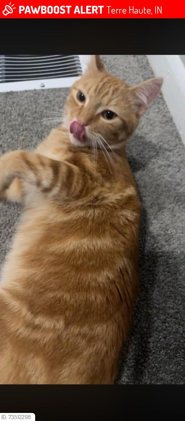 Lost Male Cat last seen between 15th and 16th st on 3rd ave, Terre Haute, IN 47807