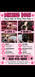 Lost Male Dog last seen Emory road, Knoxville, TN 37918