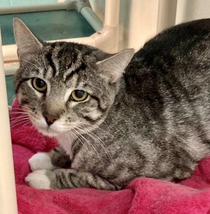 Shelter Stray Male Cat last seen Near W Hamburg St, 21230, MD, 2490 Giles Rd, Baltimore, MD 21225, USA
