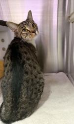 Shelter Stray Female Cat last seen Near Richwood Ave, 21212, MD, 2490 Giles Rd, Baltimore, MD 21225, USA