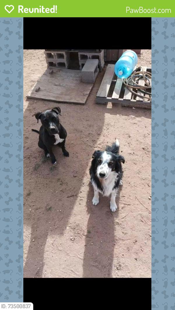 Reunited Female Dog last seen There is a solar farm near by, Rio Rancho, NM 87124