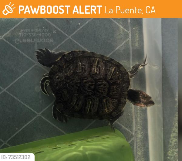 Found/Stray Unknown Reptile last seen Beckner St. and Perth Ave., La Puente, CA 91744