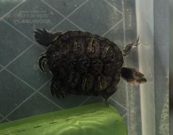 Found/Stray Unknown Reptile last seen Beckner St. and Perth Ave., La Puente, CA 91744