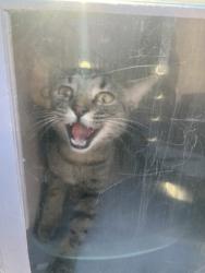 Shelter Stray Male Cat last seen Near NC-43, Vanceboro, NC, 1639 Old Airport Rd, New Bern, NC 28562, USA