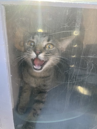 Shelter Stray Male Cat last seen Near NC-43, Vanceboro, NC, 1639 Old Airport Rd, New Bern, NC 28562, USA