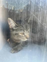 Shelter Stray Female Cat last seen Near NC-43, Vanceboro, NC, 1639 Old Airport Rd, New Bern, NC 28562, USA