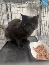 Shelter Stray Male Cat last seen Maggie Mack Lane, Sevier County, TN, 1008 Old Knoxville Hwy, Sevierville, TN 37862, USA