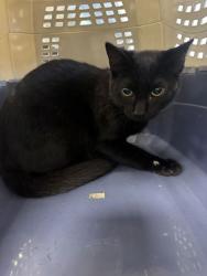 Shelter Stray Male Cat last seen Village Lane, Sevierville City, TN, 1008 Old Knoxville Hwy, Sevierville, TN 37862, USA