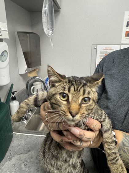 Shelter Stray Male Cat last seen Bryan Rd, Sevier County, TN, 1008 Old Knoxville Hwy, Sevierville, TN 37862, USA