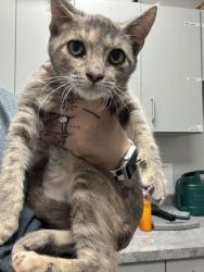 Shelter Stray Female Cat last seen Bryan Rd, Sevier County, TN, 1008 Old Knoxville Hwy, Sevierville, TN 37862, USA