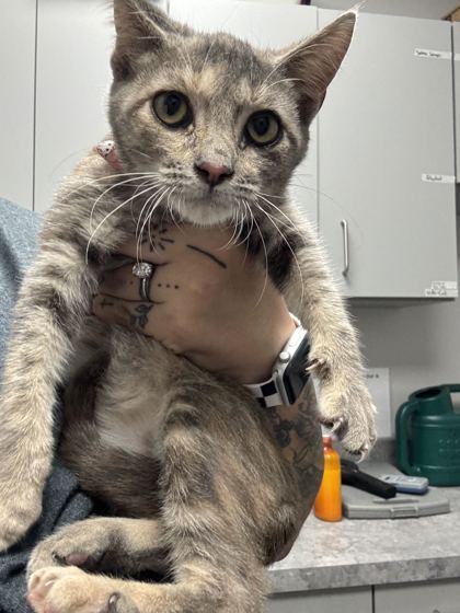 Shelter Stray Female Cat last seen Bryan Rd, Sevier County, TN, 1008 Old Knoxville Hwy, Sevierville, TN 37862, USA