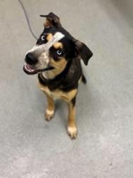 Shelter Stray Female Dog last seen Near Leota, Longview, City of, TX, 303 H G Mosley Pkwy, Longview, TX 75604, USA