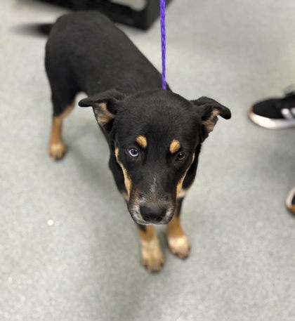 Shelter Stray Female Dog last seen Near Leota, Longview, City of, TX, 303 H G Mosley Pkwy, Longview, TX 75604, USA