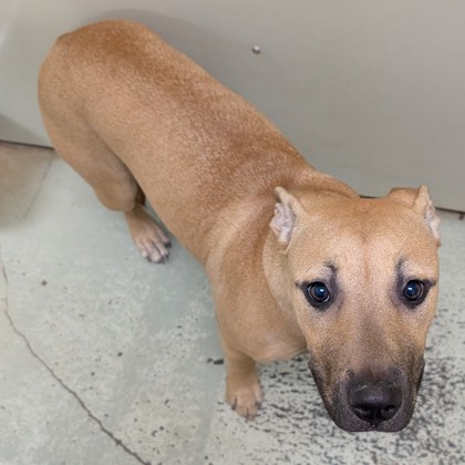 Shelter Stray Female Dog last seen Near COLSON RD, Valdosta-31605, GA, 337 Gil Harbin Industrial Blvd, Valdosta, GA 31601, USA
